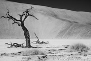 Dry tree, Sossuvlei, Namibia