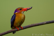 Pygmy Kingfisher, North Coast, South Africa
