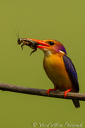 Pygmy Kingfisher, Zululand, South Africa