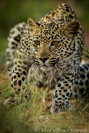 Leopard, Kalahari, South Africa