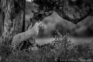 Leopard, Moremi, Botswana