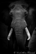 Elephant, Addo, , South Africa