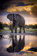 Elephant, Chobe, Botswana