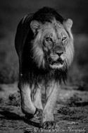 Lion, Kalahari, South Africa