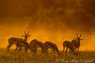 Springbok, Kalahari, South Africa