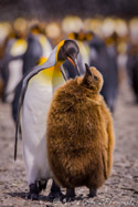 King Penguin, South Georgia