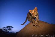 Baby Leopard, Namibia