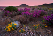 Colourful flowers in Richtersveld