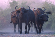 Nervous Buffalo, Chobe