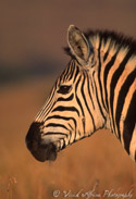 Zebra Portrait, Umfolozi, Kwazulu-Natal