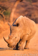 White Rhino Potrait, Umfolozi, Kwazulu-Natal