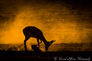 Springbok. Kalahari
