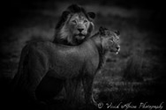 Lions, Kalahari, South Africa